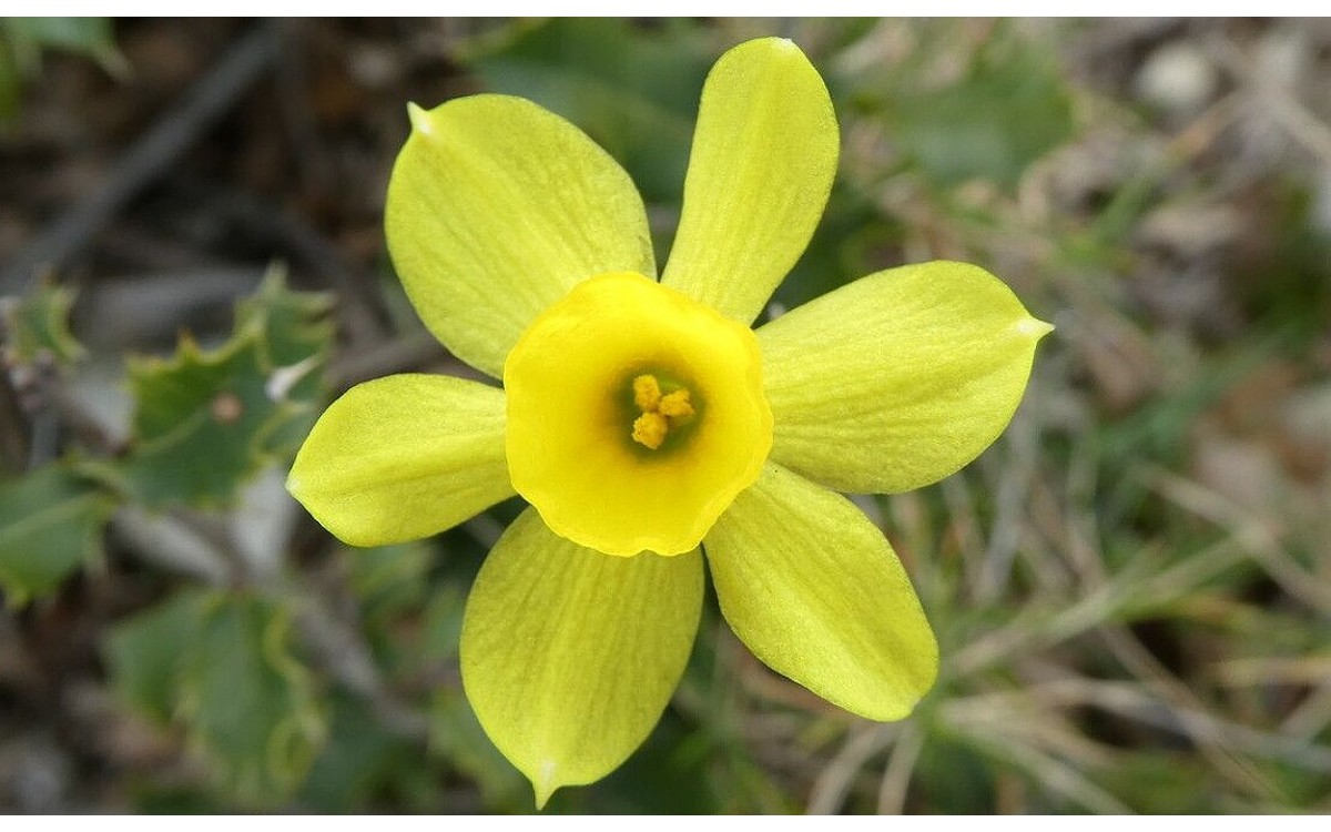 Flores amarillas del Narciso Gallego en primavera