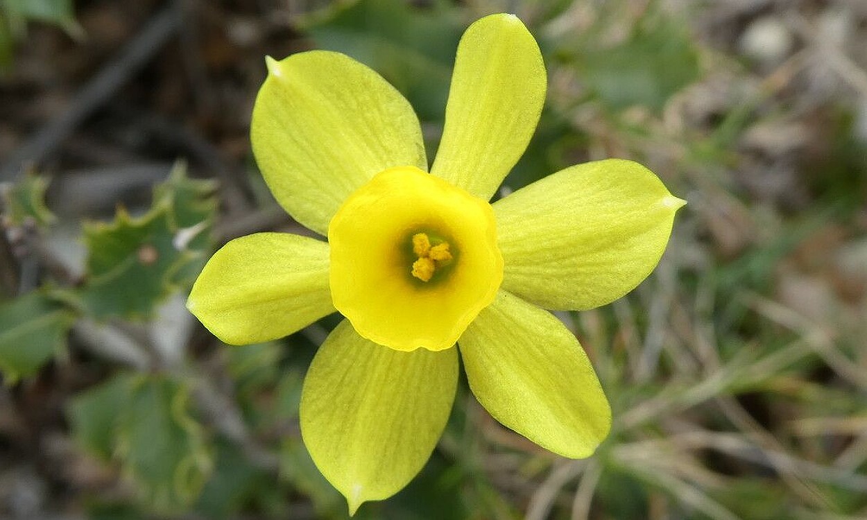 Detalle de flores de narciso gallego con pétalos amarillo pálido y corona oscura