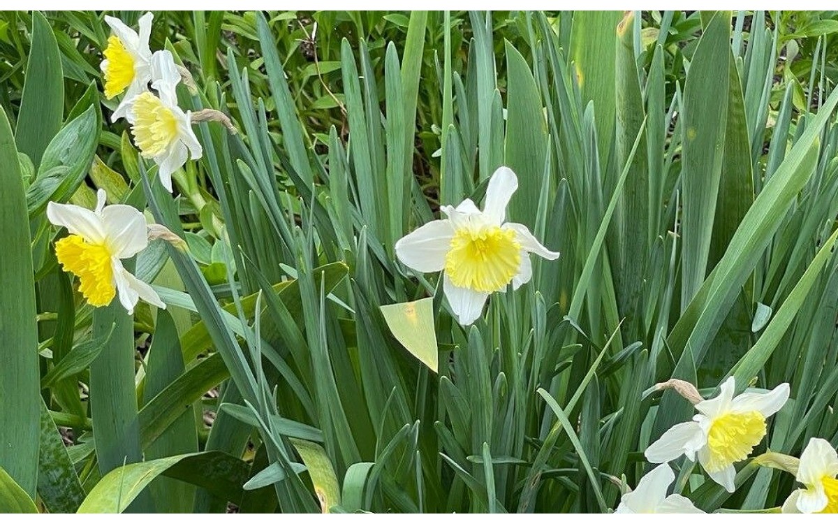 Flores de Narciso Bicolor con pétalos blancos y corona amarilla