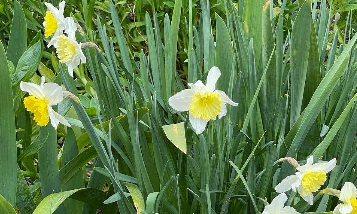 Narciso bicolor florecido mostrando sus características flores blancas con corona central amarilla