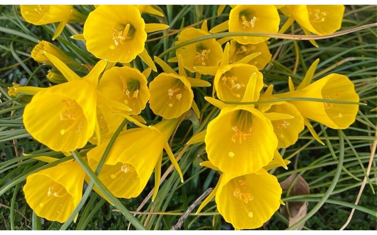 Flores aromáticas amarillas del Narcissus bulbocodium L.