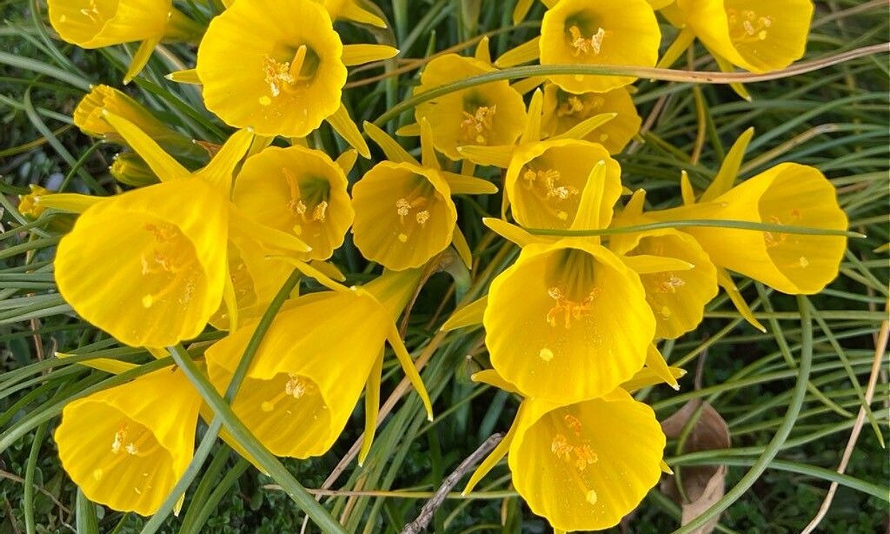 Narciso de olor con flores amarillas reflexas y corona trompetilla característica