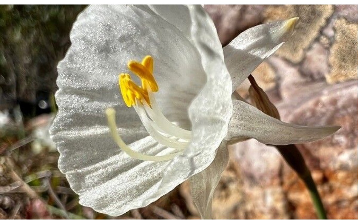 Flores blancas de Narcissus cantabricus DC en floración invernal