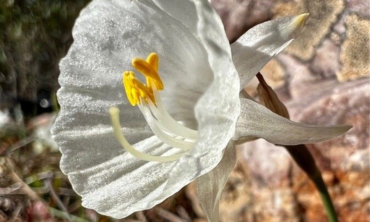 Narcissus cantabricus en maceta con flores blancas puras y corona crema, planta enana alpina