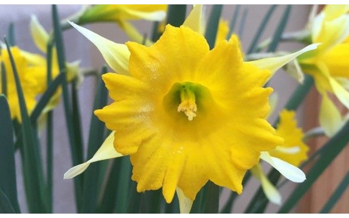 Narcissus confusus Pugsley flor amarilla primavera