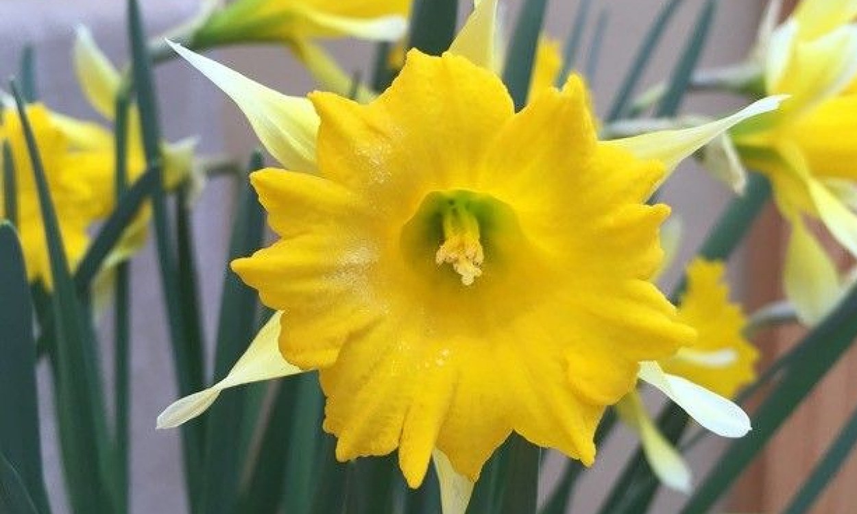 Flores amarillas de Narcissus confusus Pugsley, narciso silvestre enano con corona ondulada