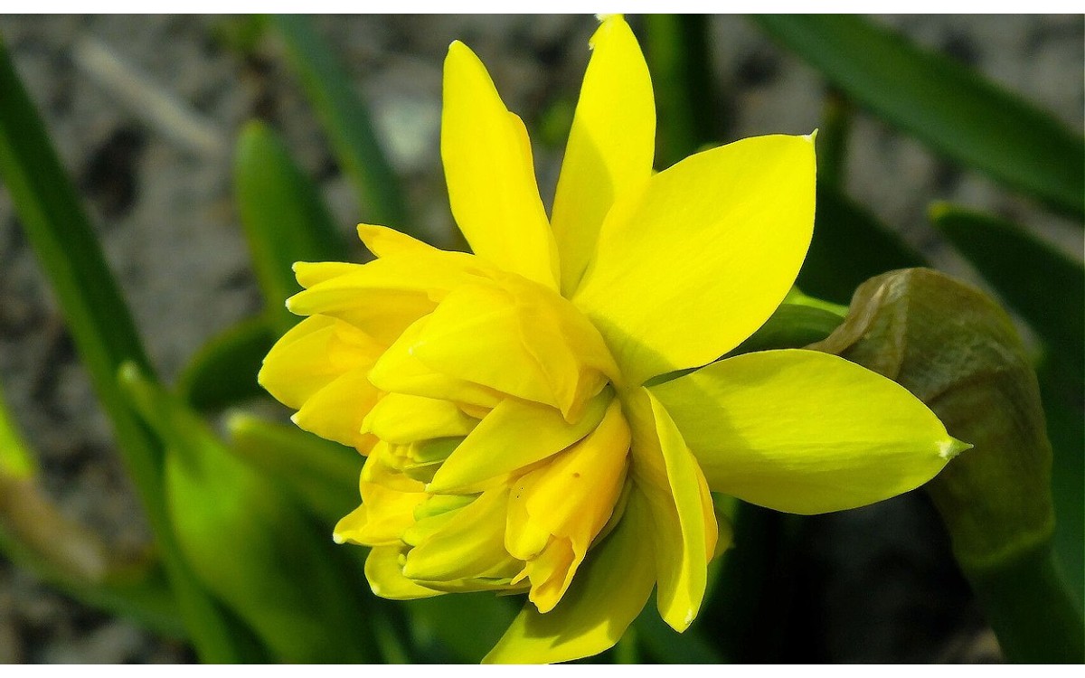 Flores de Narcissus cyclamineus con pétalos recurvados