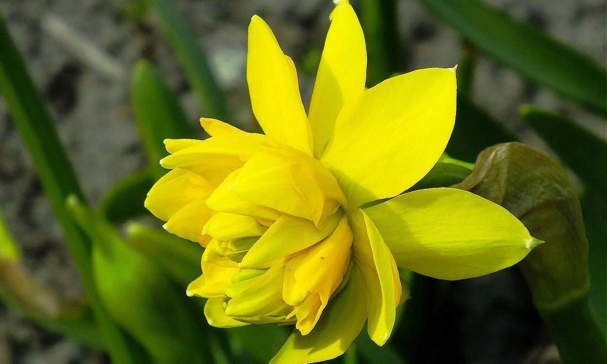 Narcissus cyclamineus con flores amarillas y pétalos reflejos característicos