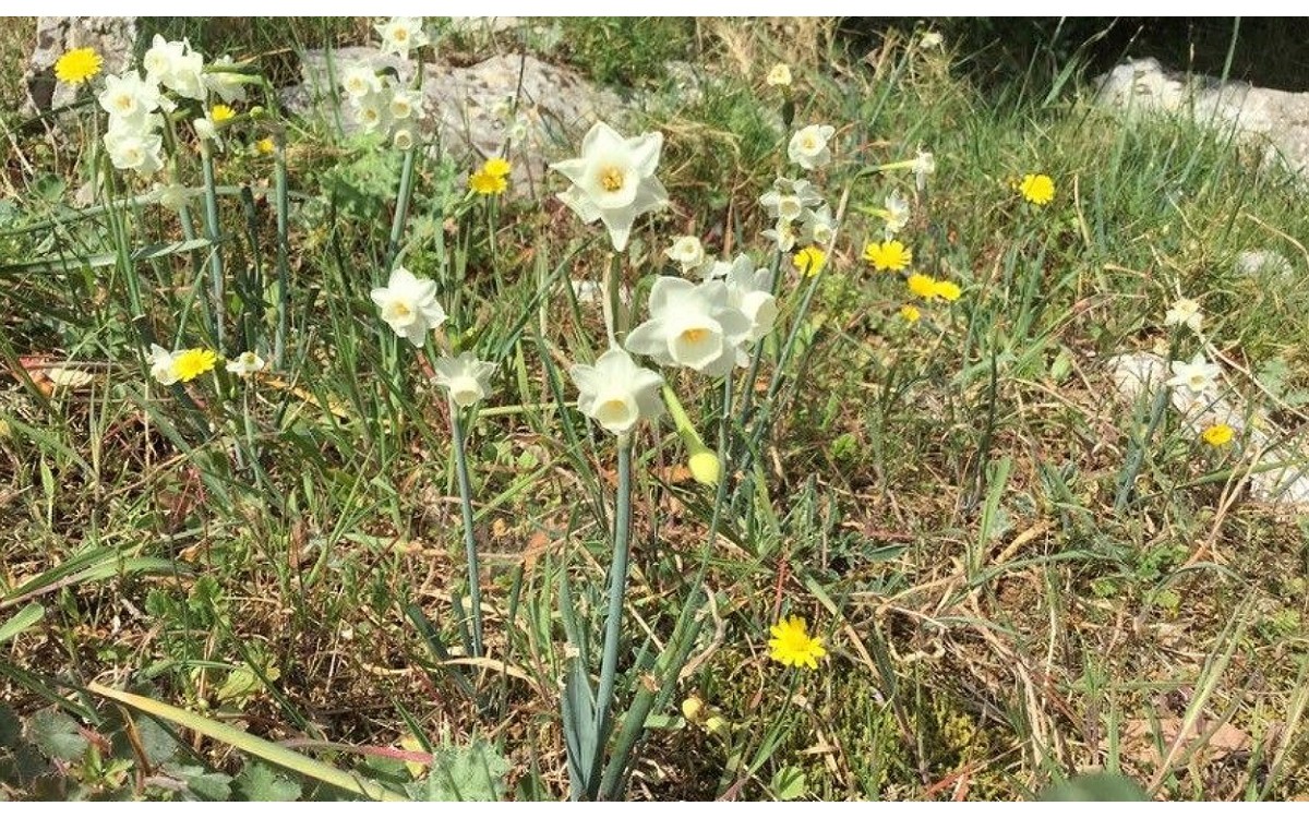 Flores amarillas fragantes del Narcissus dubius junquillo