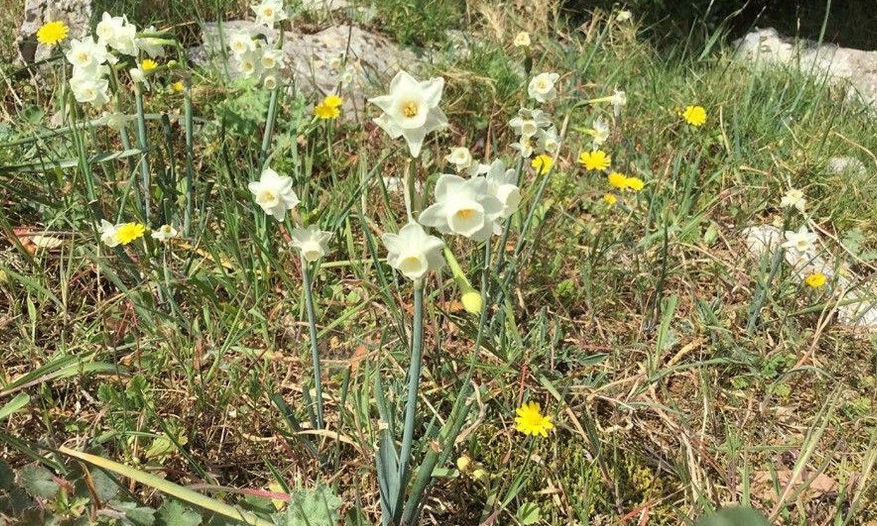 Narcissus dubius junquillo meados de zorro flores amarillas primavera