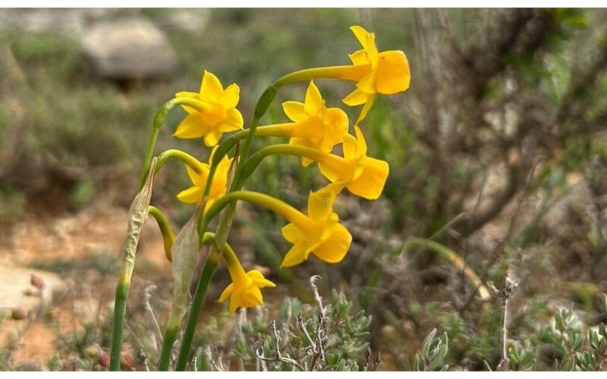 Flores amarillas de Narciso gaditano en primavera