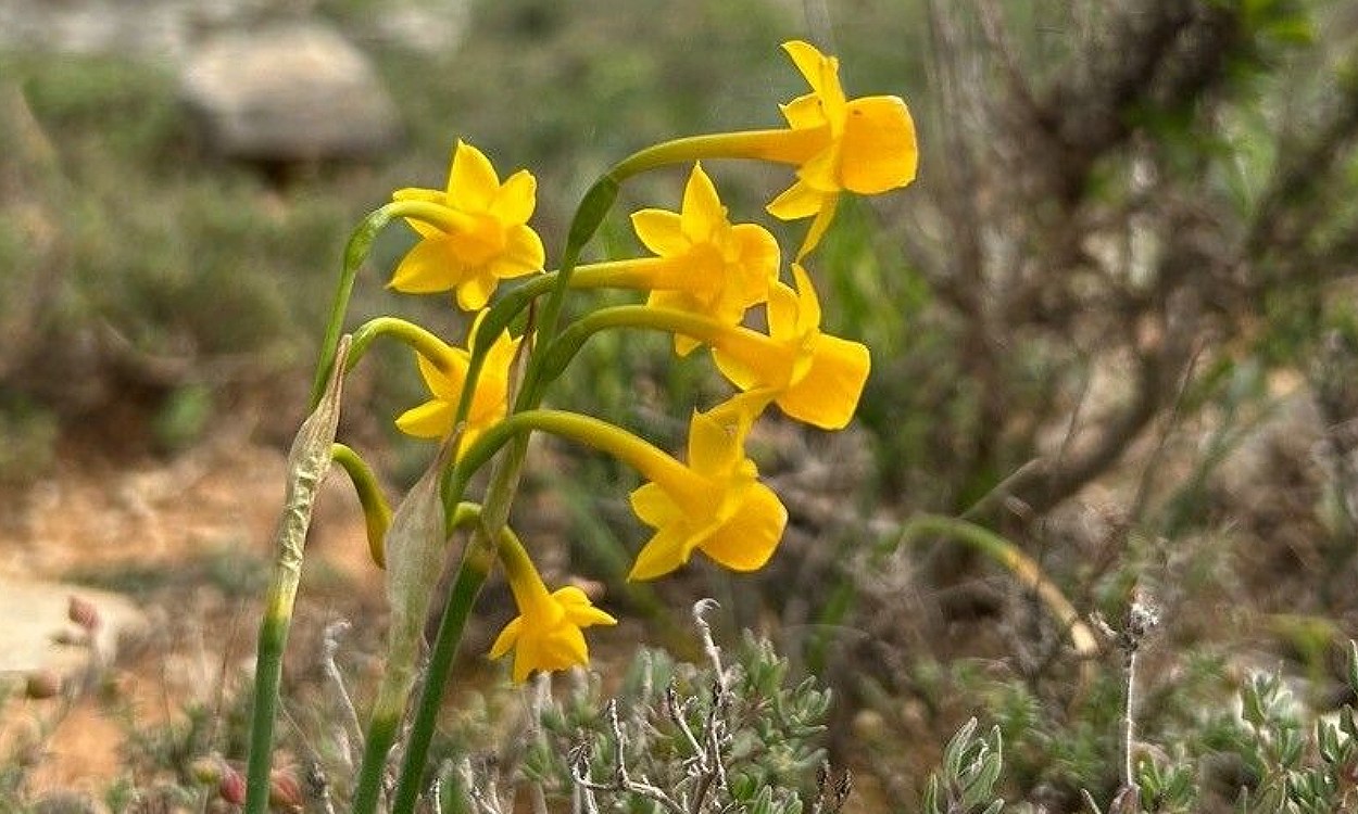Narciso gaditano (Narcissus gaditanus) con flores amarillas brillantes en floración primaveral