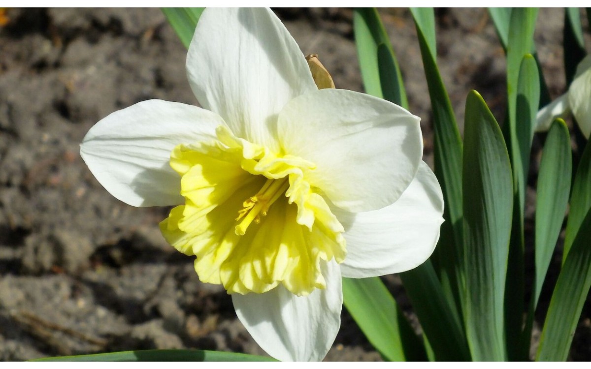 Flores de Narcissus incomparabilis amarillas y bicolores en flor