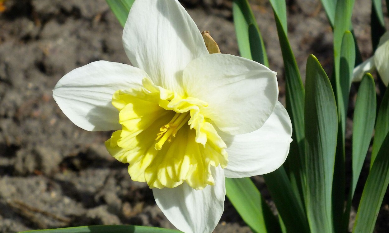 Narciso incomparable con pétalos amarillos y corona naranja, detalle de flor de primavera
