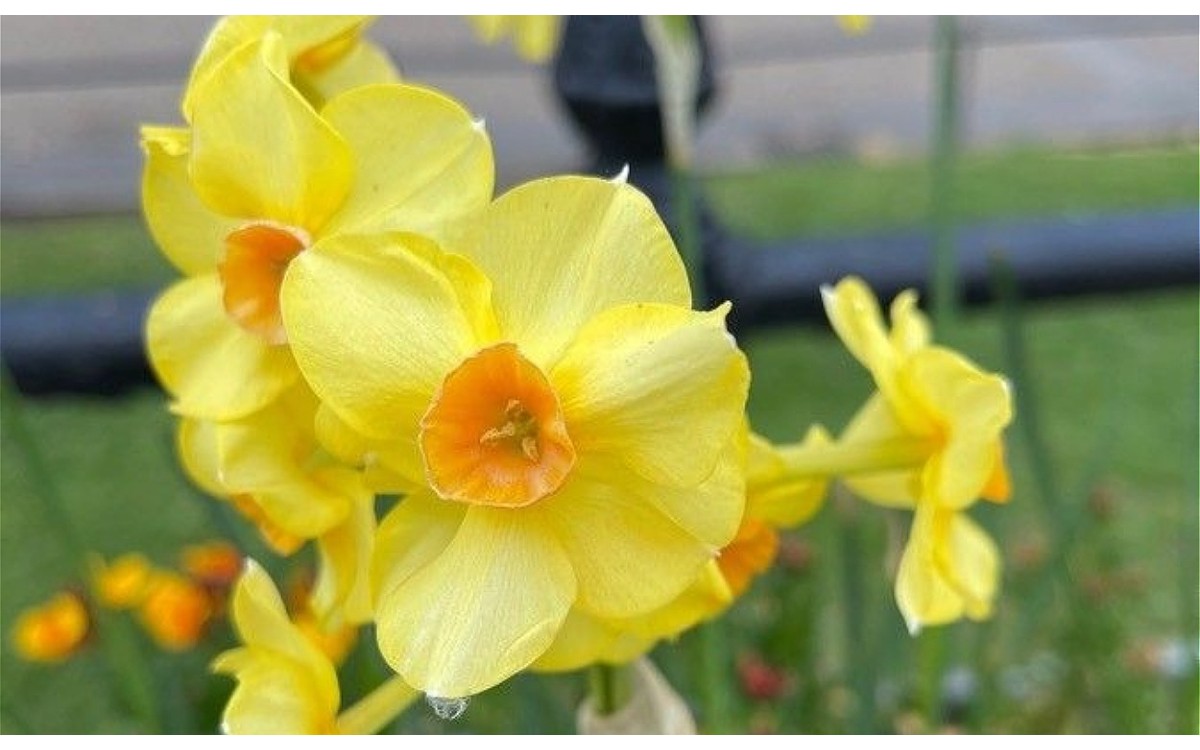 Flores amarillas del junquillo con corona oscura