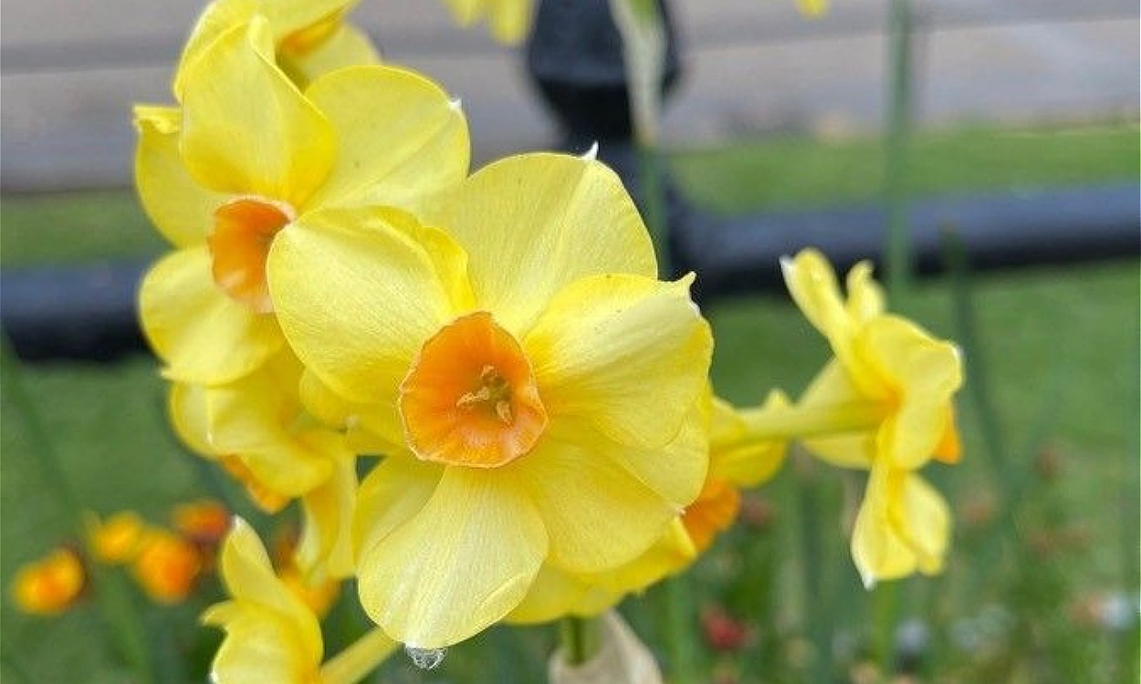Narcissus jonquilla junquillo amarillo flores brillantes primavera aroma dulce