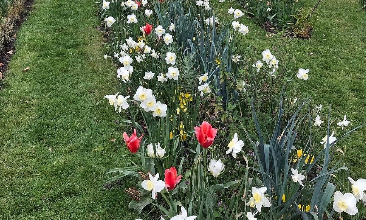 Narcissus medioluteus con flores bicolores: pétalos blancos y corona amarilla dorada en primavera