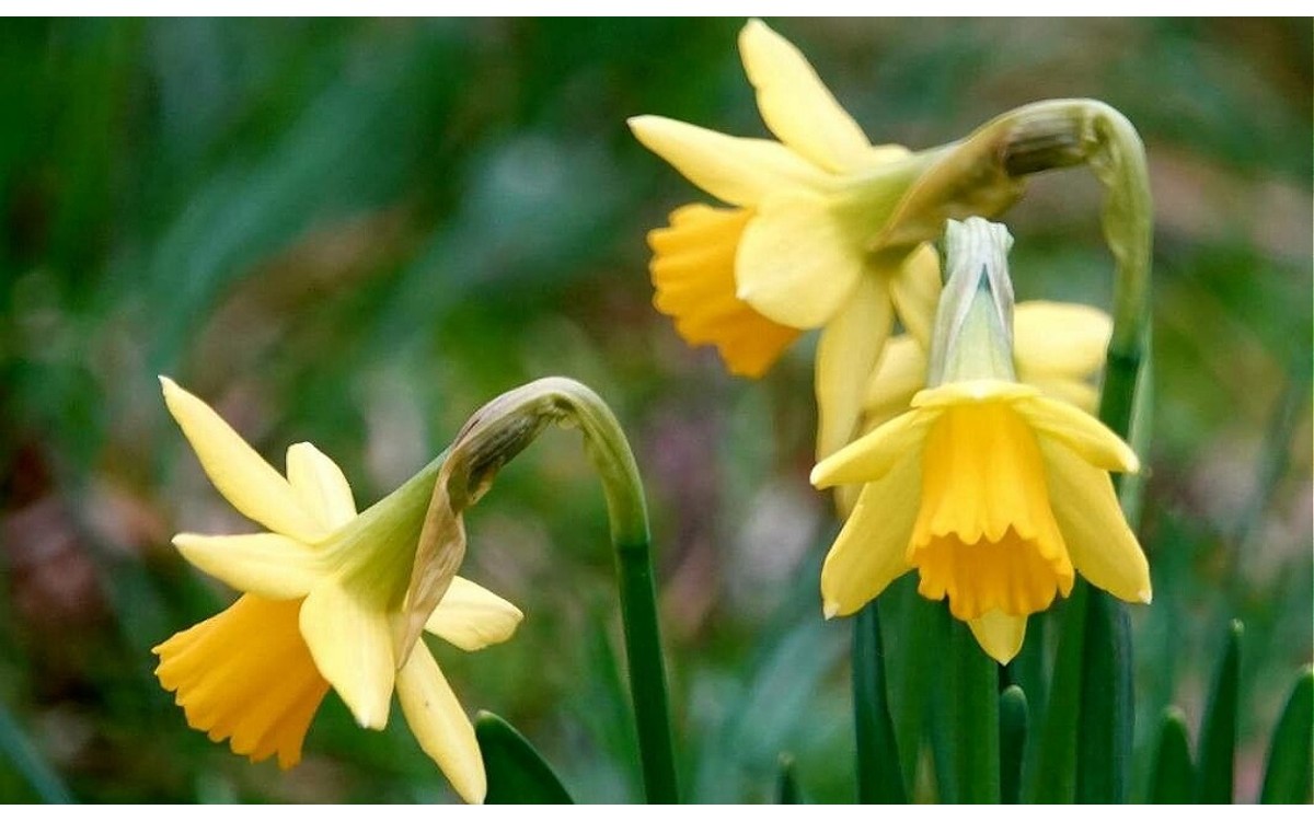 Flores amarillas de Narciso de trompeta en primavera