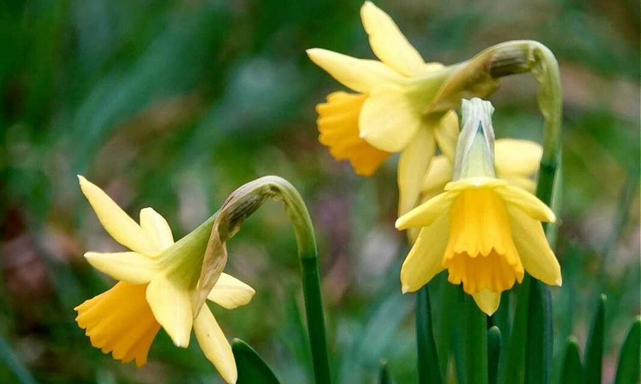 Narciso de los prados con flores amarillas y corona tubular característica