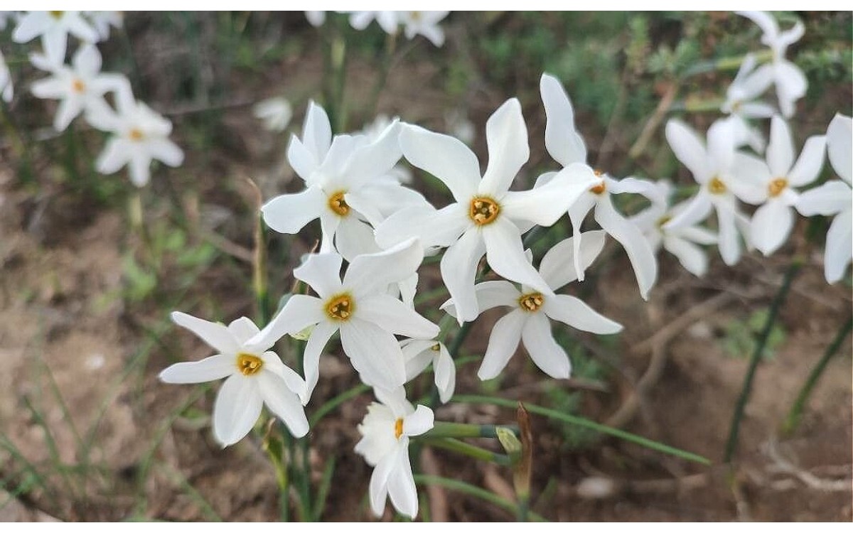 Flores blancas del Narciso de Otoño (Narcissus serotinus)