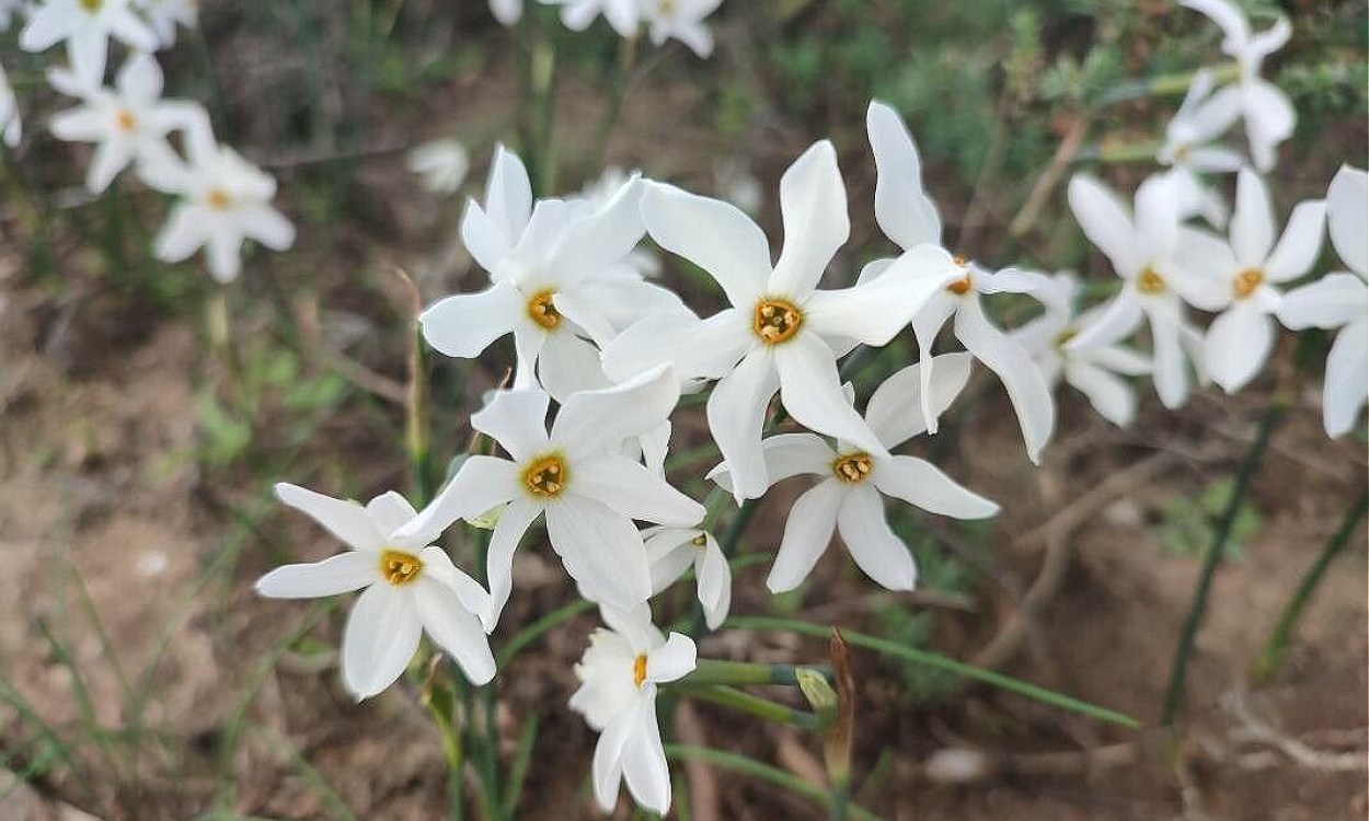 Primer plano de flores blancas y coronas amarillo-naranja del Narciso de Otoño floreciendo en otoño