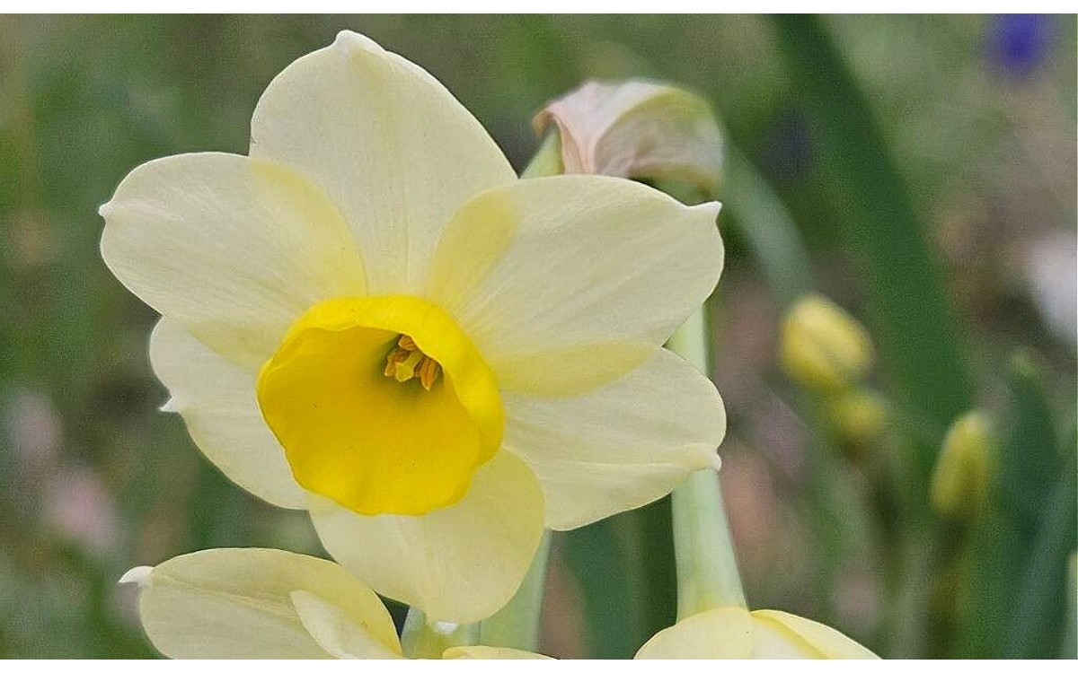 Narciso de manojo amarillo y blanco Narcissus tazetta floreciendo