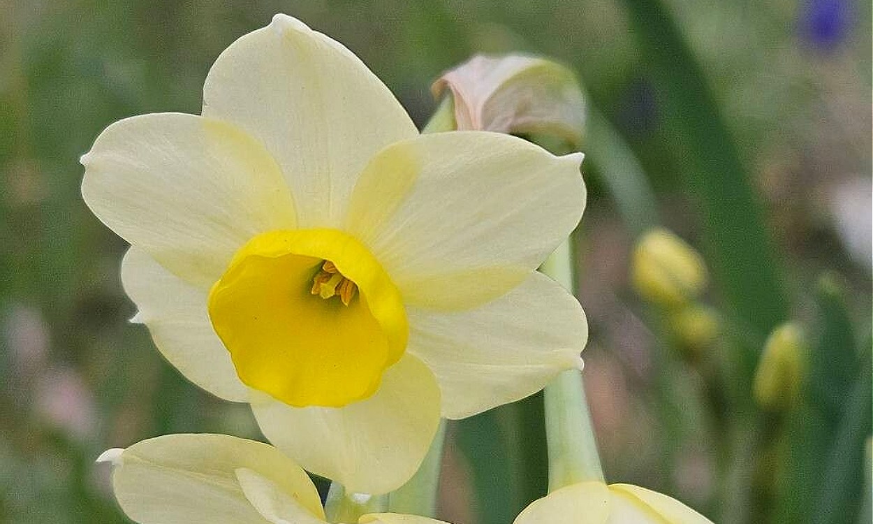 Flores de narciso de manojo Narcissus tazetta con pétalos blancos y corona amarilla anaranjada agrupadas en ramo denso