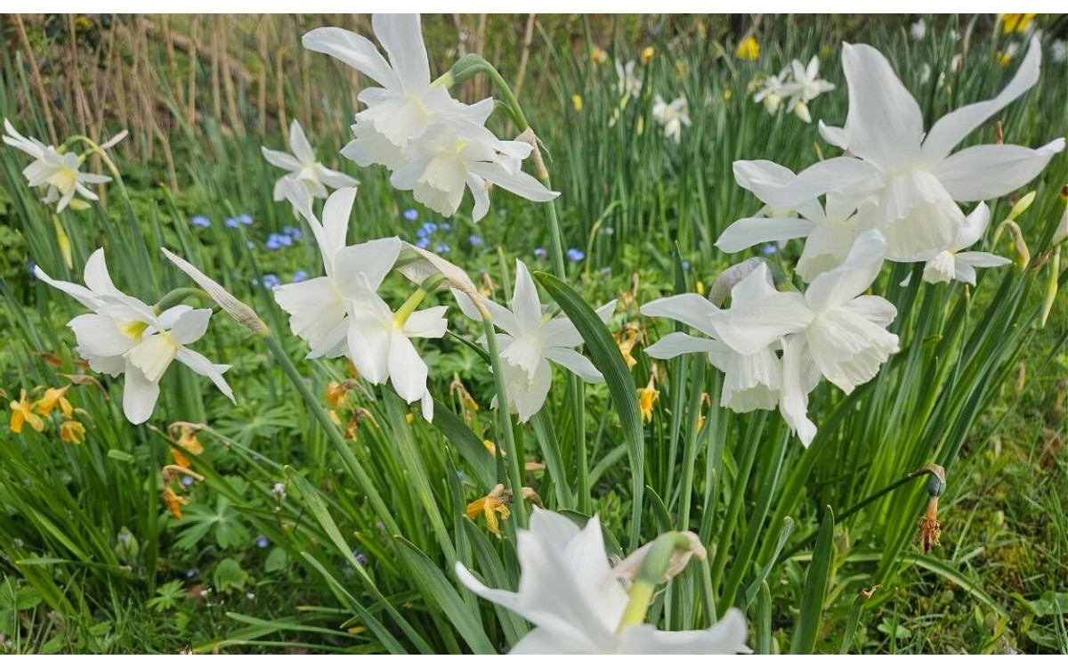 Flores blancas péndulas de Narcissus triandrus farolilos
