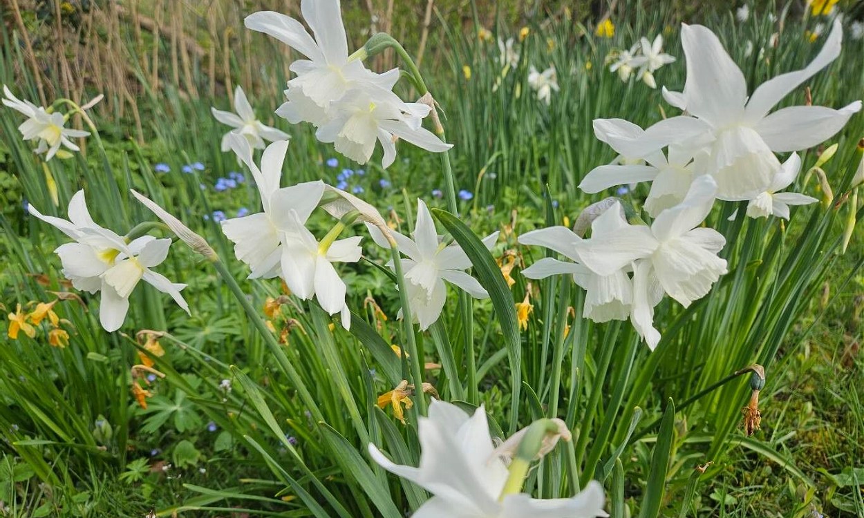 Narcissus triandrus con flores blancas reflexadas y corola amaranja pendular
