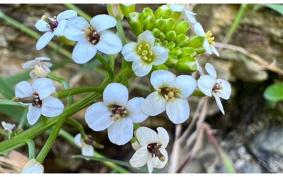 Berro de agua Nasturtium officinale hojas verdes frescas