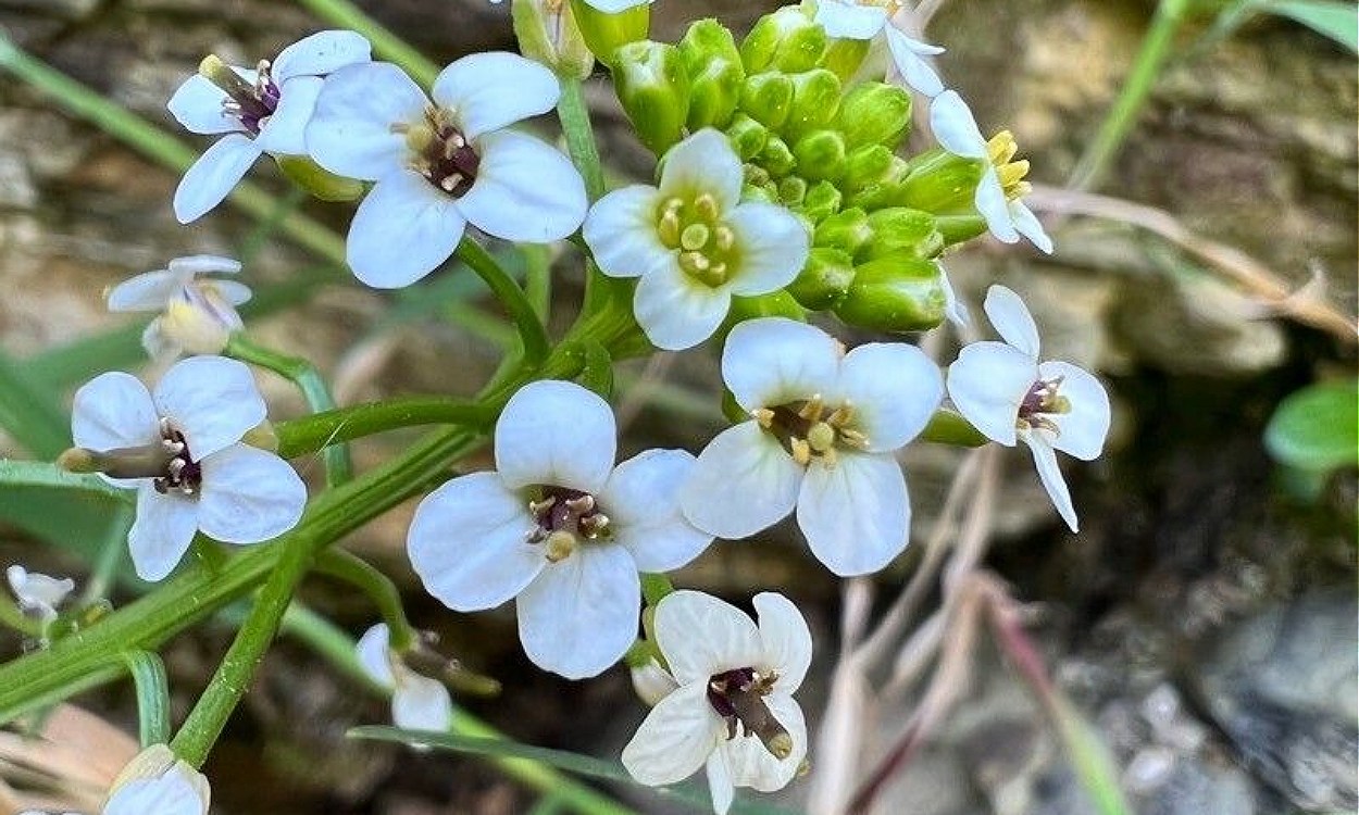 Hojas frescas de berro de agua (Nasturtium officinale) en cultivo acuático casero