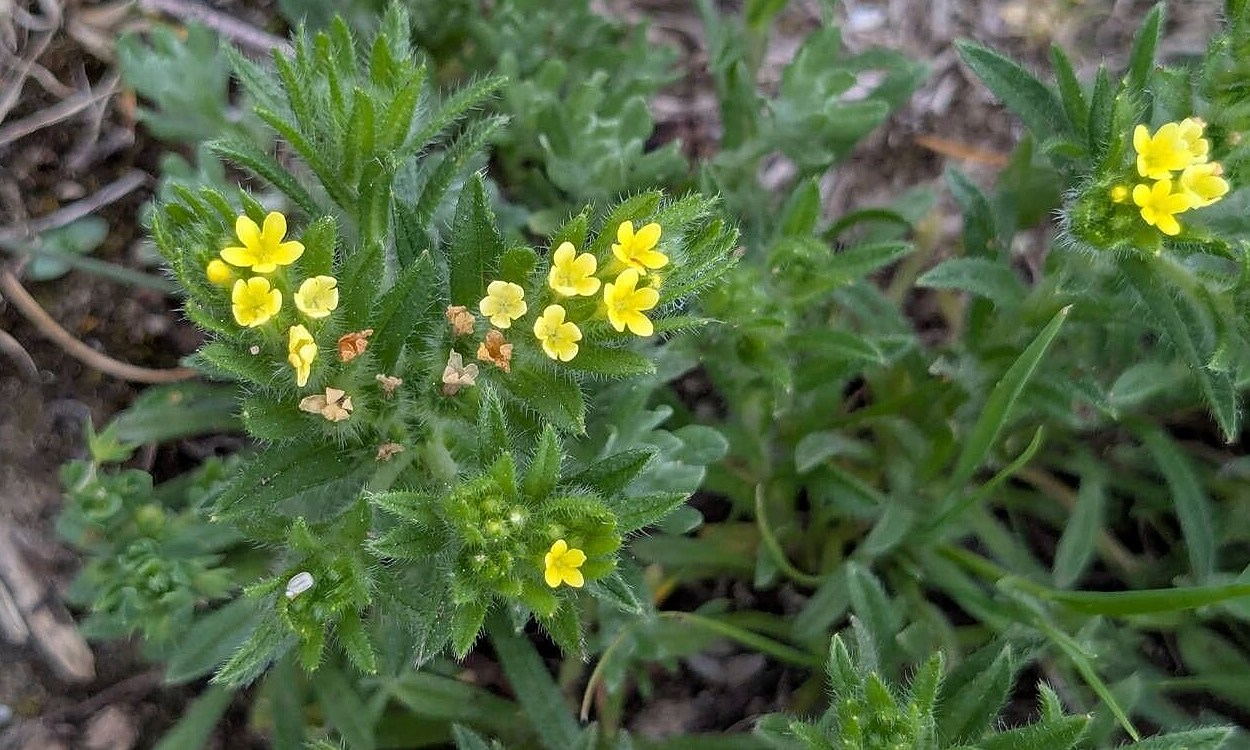 Detalle de floración amarilla dorada del asperón silvestre Neatostema apulum con pistilos visibles