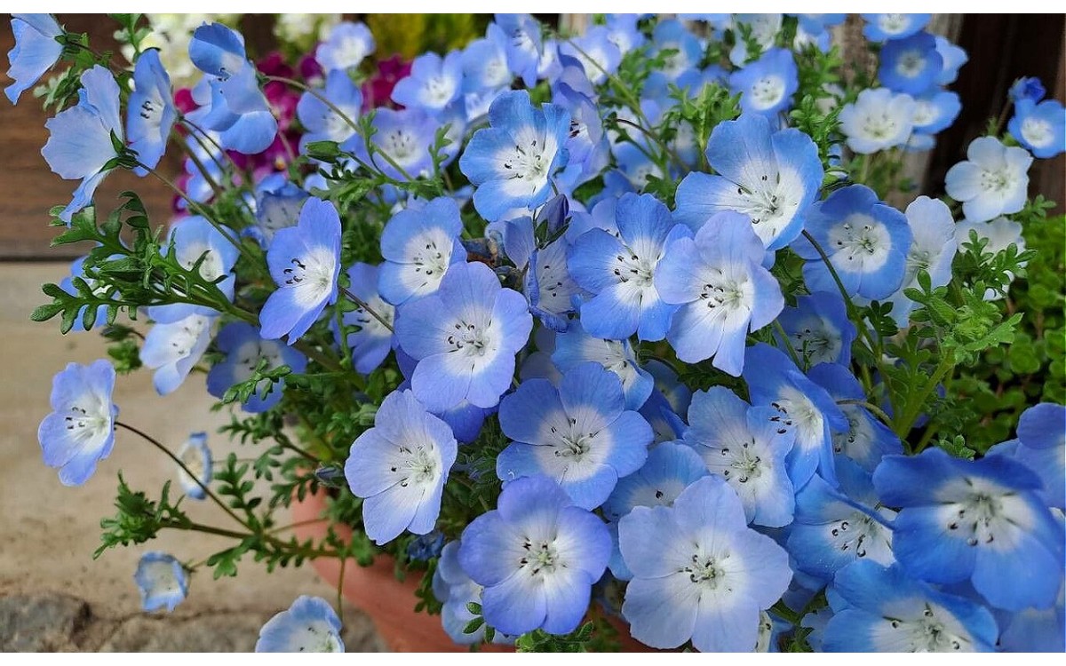 Nemophila menziesii con flores azul intenso y corazón blanco