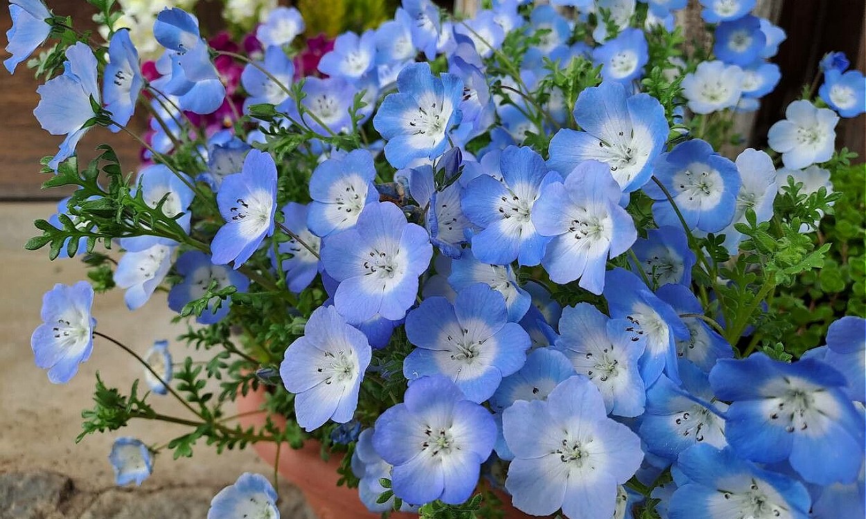 Flores azul brillante de Nemophila menziesii con centros blancos característicos