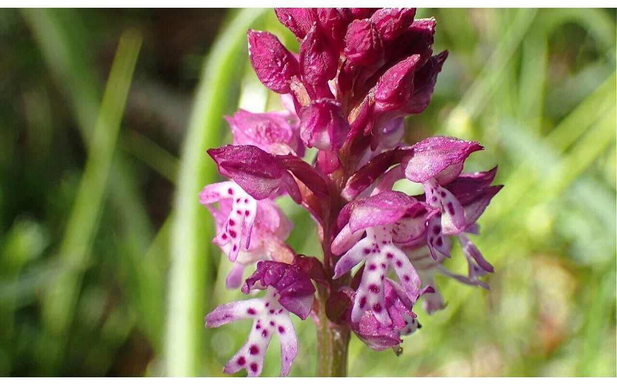 Neotinea dietrichiana flor rosa orquídea silvestre