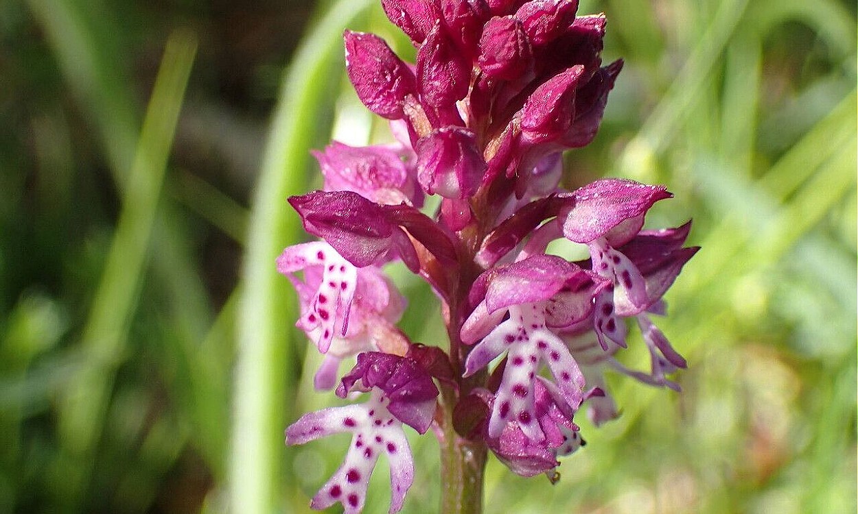 Flores rosas de Neotinea dietrichiana, orquídea silvestre híbrida mediterránea en floración primaveral