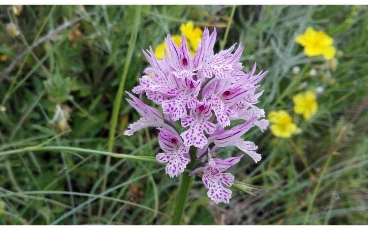 Neotinea tridentata: inflorescencia y labelo trilobulado