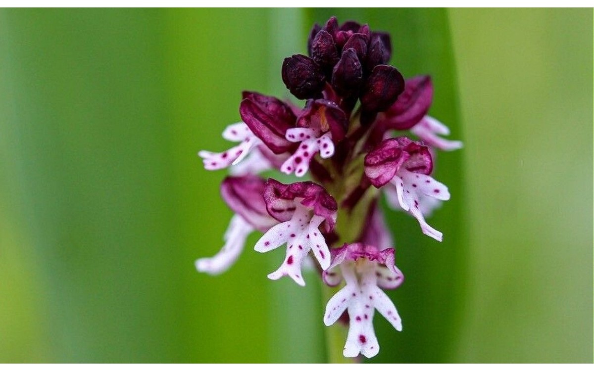 Orquídea manchada Neotinea ustulata en flor primaveral