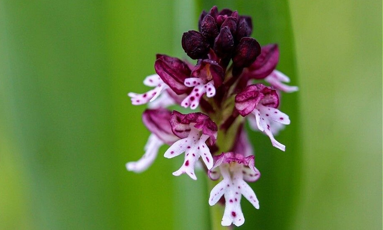 Flores blancas con manchas rojo-púrpura de la orquídea manchada Neotinea ustulata