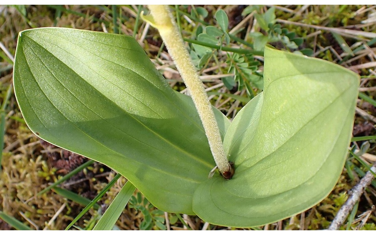 Neottia ovata Bifolio florece en bosque