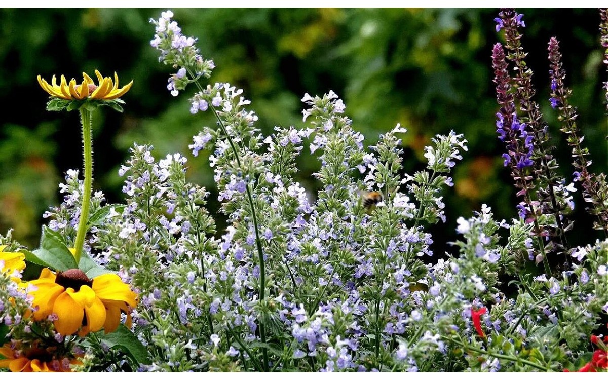 Planta de menta de gato (Nepeta cataria) con flores liláceas