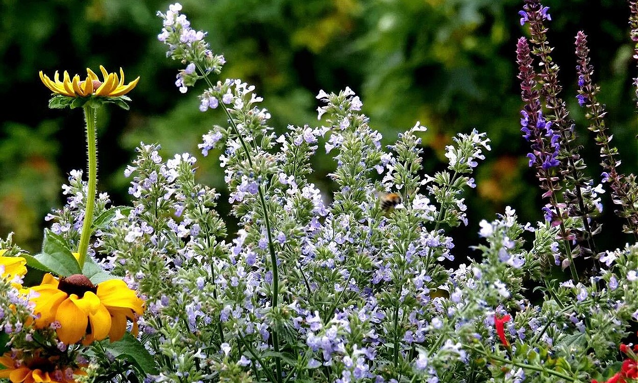 Planta de Nepeta cataria con flores lila pálido, hojas ovales dentadas y tallos verdes