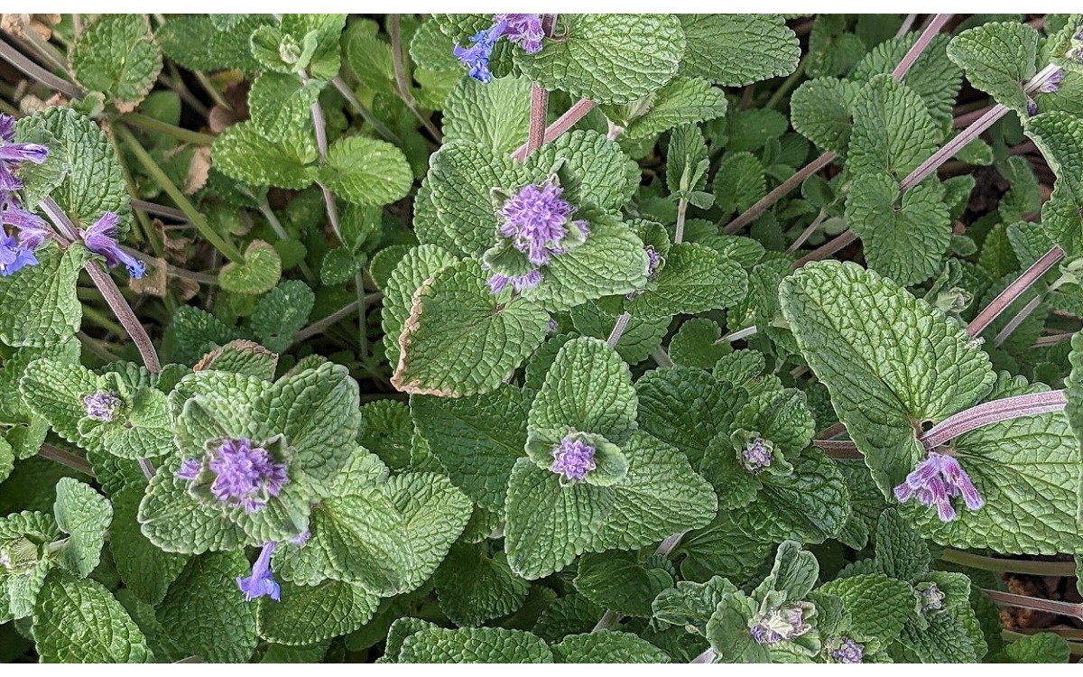 Nepeta racemosa flores lilá y follaje verde grisáceo