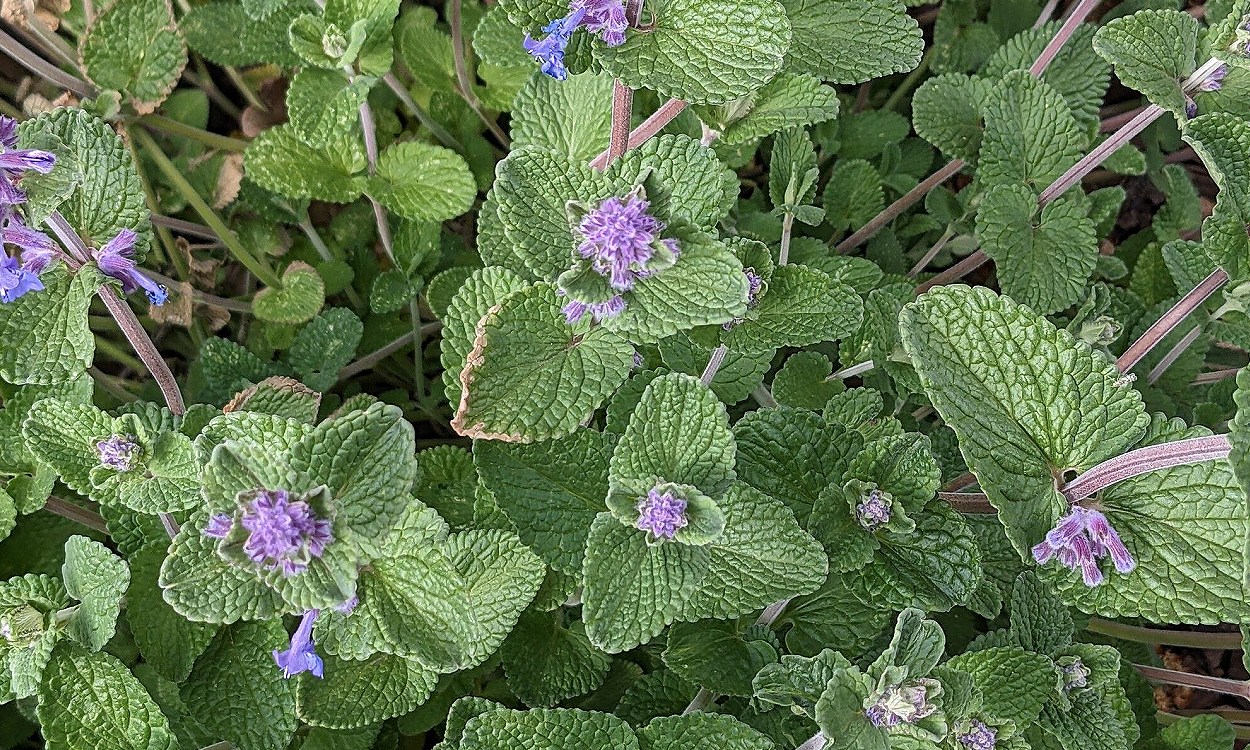 Planta de Nepeta racemosa con flores púrpura claras y follaje denso verde grisáceo en jardín soleado