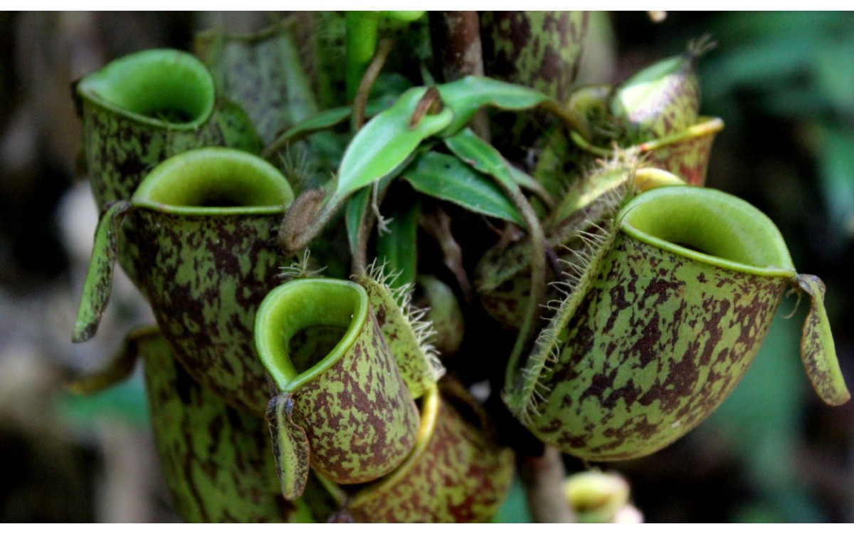 Nephentes una planta carnívora para tu hogar