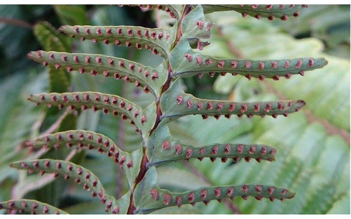 Helecho serrucho Nephrolepis cordifolia con frondas verdes