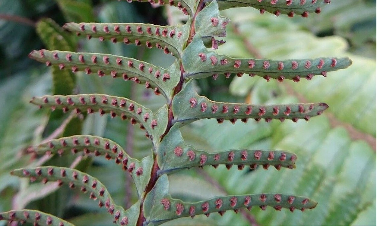 Planta de helecho serrucho Nephrolepis cordifolia mostrando frondas arqueadas verdes y exuberantes