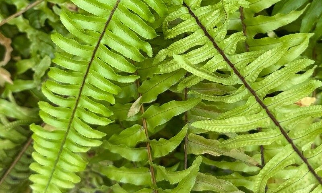 Nephrolepis exaltata helecho de Boston en maceta colgante con frondas largas y arqueadas de color verde intenso