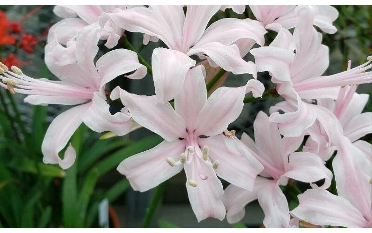Flores rojas onduladas de Nerine sarniensis en floración otoñal