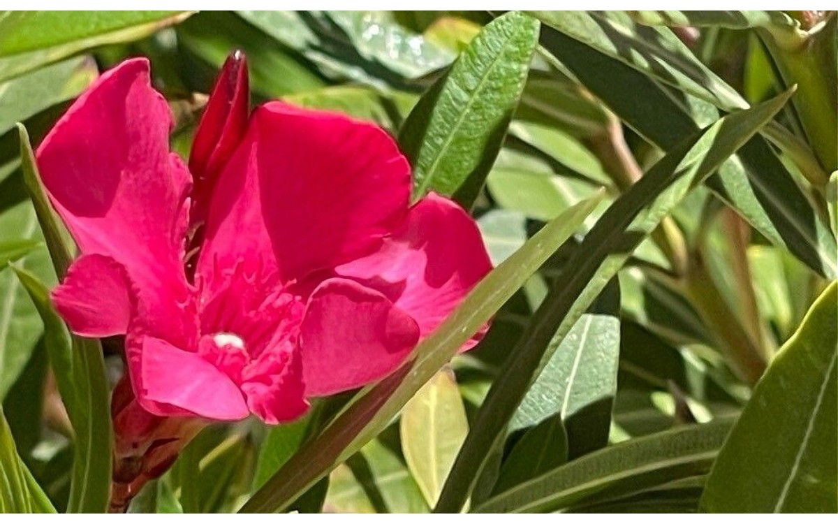 Flores coloridas de adelfa nerium oleander en flor